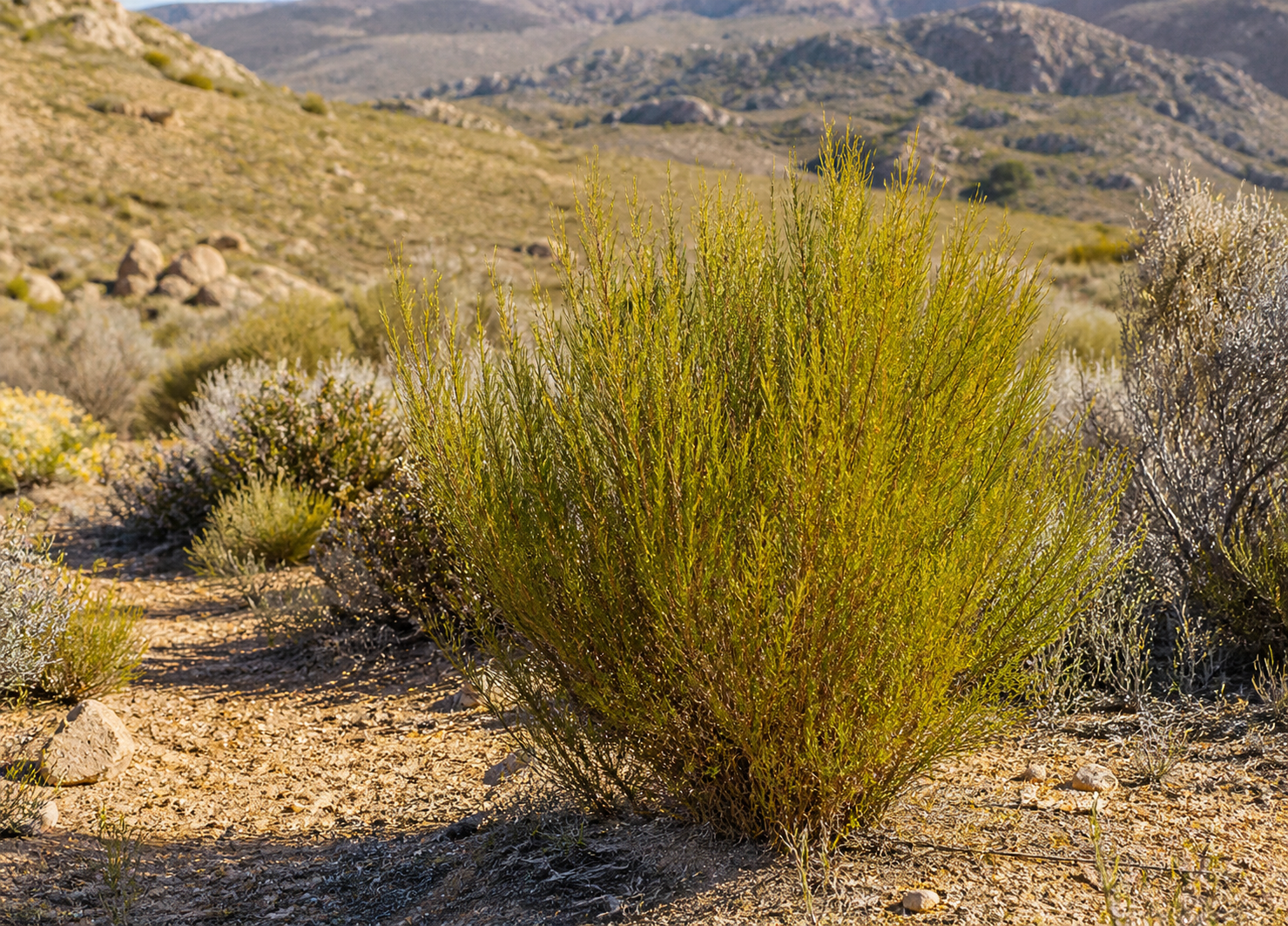 Rooibos krik